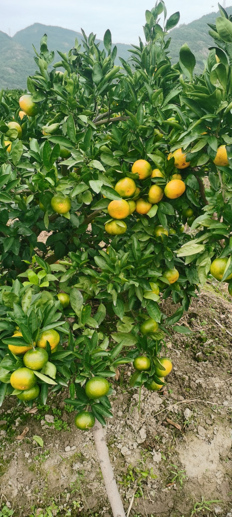 正宗早熟官川蜜桔口感好