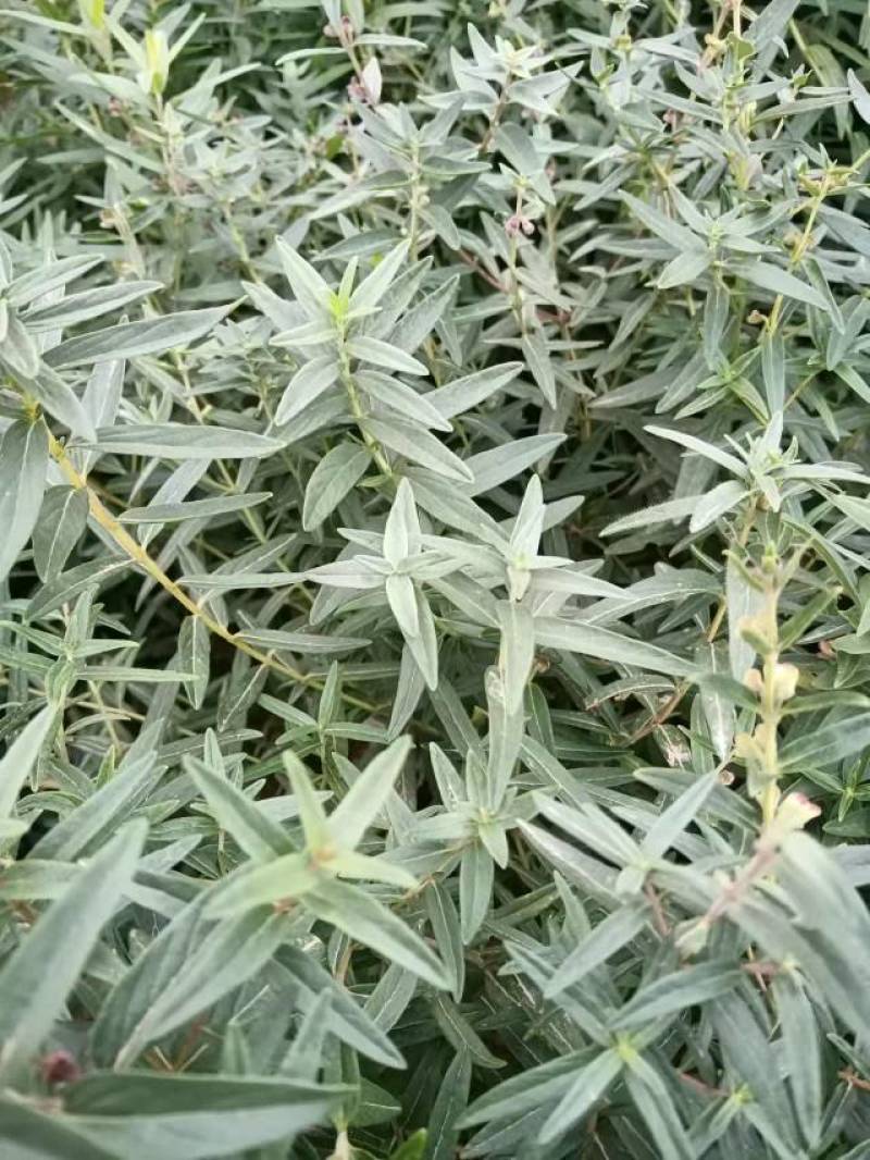 黄芩苗子，种苗新品种