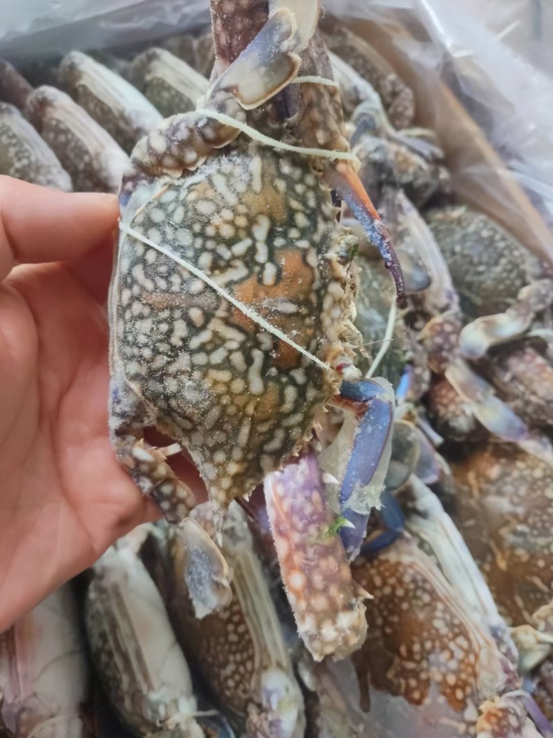 冻蓝蟹海蟹二两至三两规格
