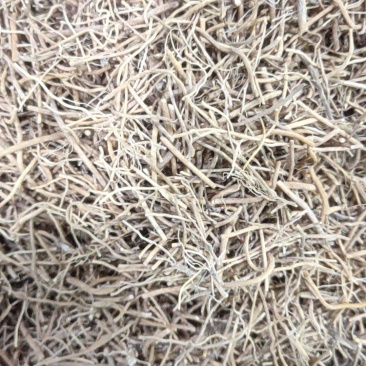 白薇辽白薇产地直销量大从优质量保证欢迎咨询