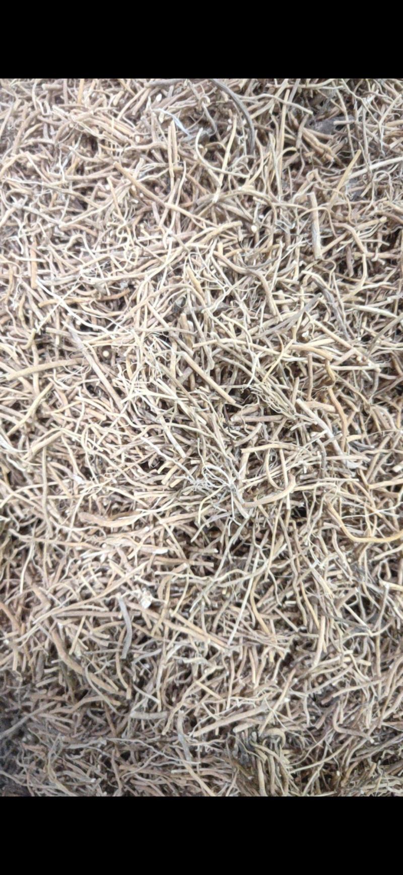 白薇辽白薇产地直销量大从优质量保证欢迎咨询