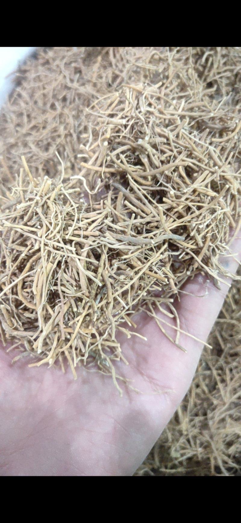 白薇辽白薇产地直销量大从优质量保证欢迎咨询
