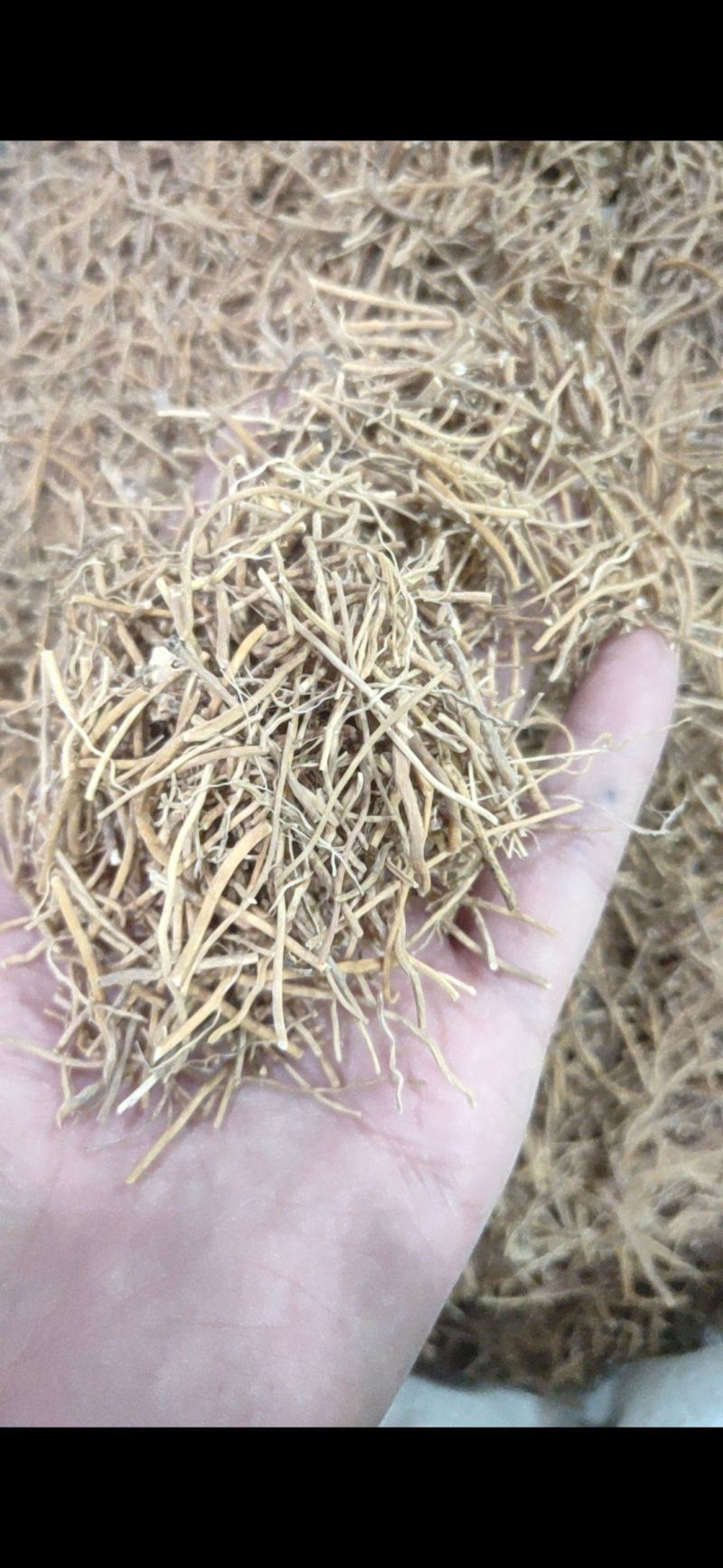白薇辽白薇产地直销量大从优质量保证欢迎咨询
