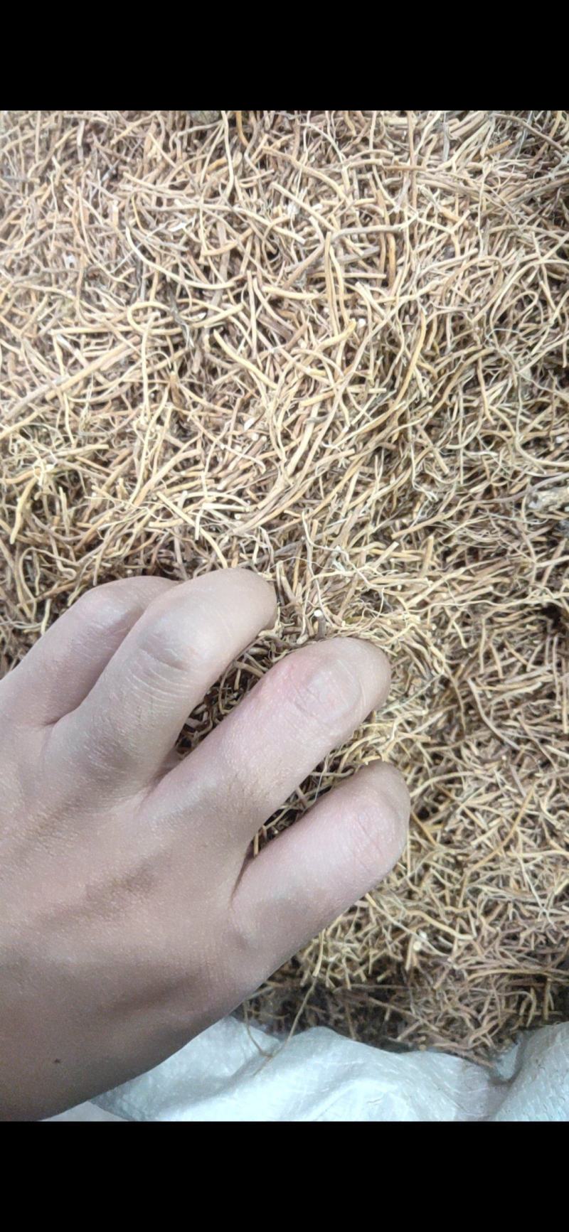 白薇辽白薇产地直销量大从优质量保证欢迎咨询
