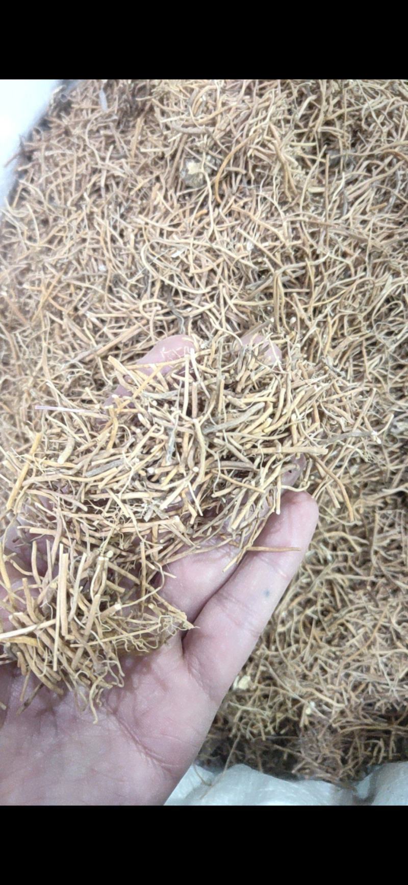 白薇辽白薇产地直销量大从优质量保证欢迎咨询