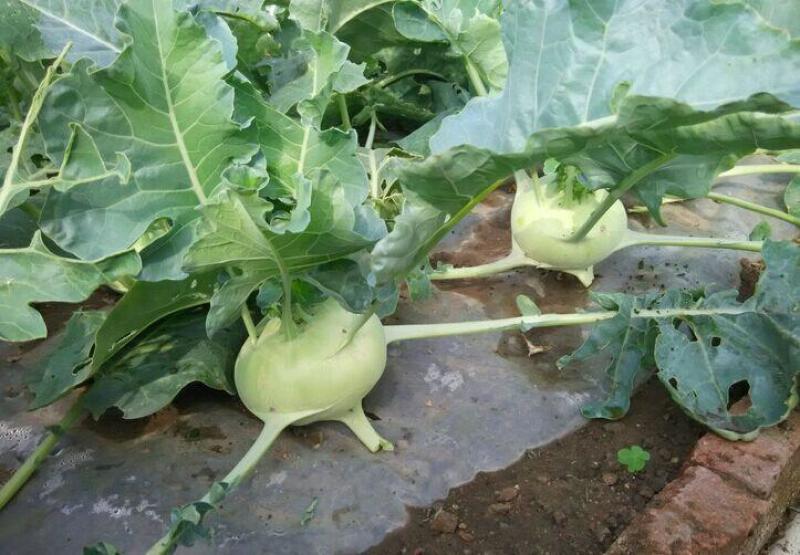 苤蓝
