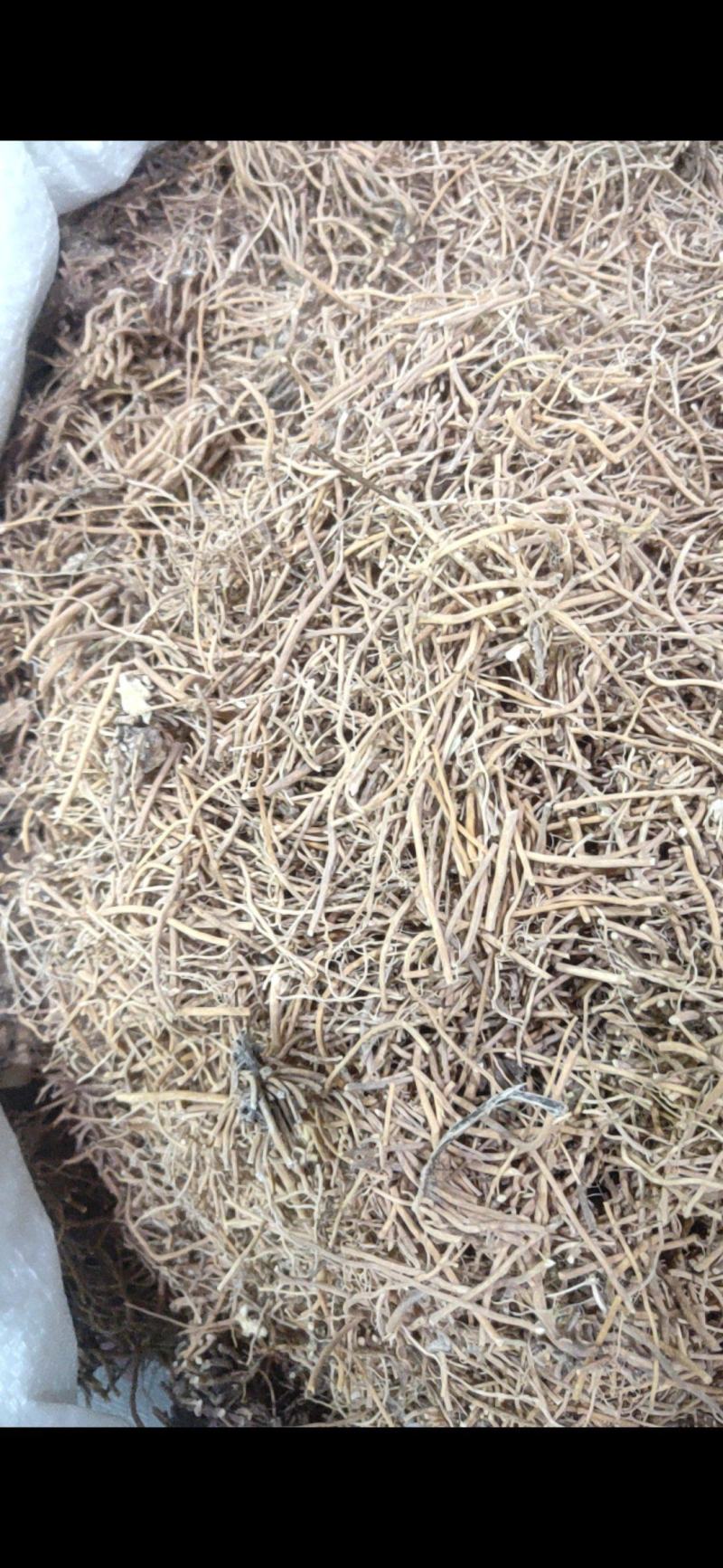 白薇辽白薇产地直销量大从优质量保证欢迎咨询