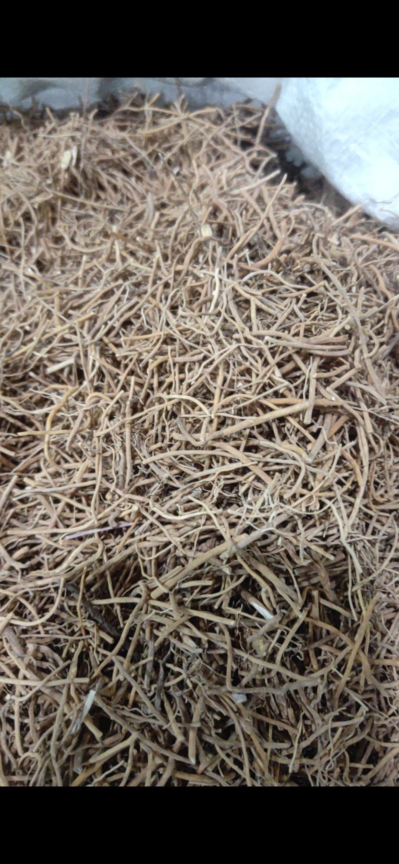 白薇辽白薇产地直销量大从优质量保证欢迎咨询