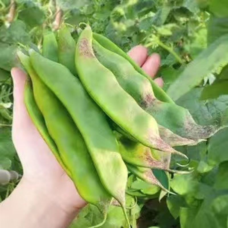 油豆云南油豆角九月青一点红大量供应，基地直发