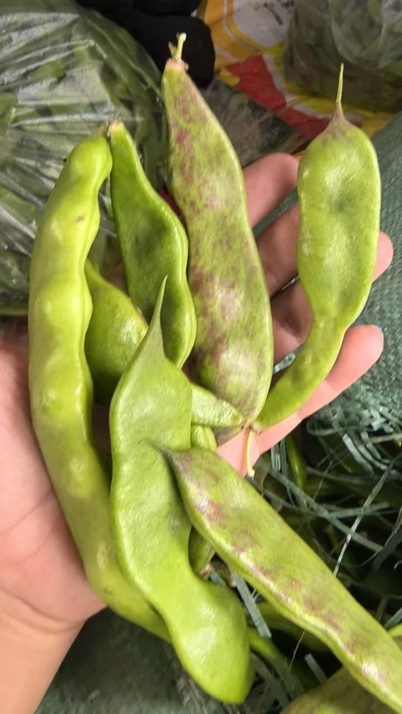 油豆云南油豆角九月青一点红大量供应，基地直发