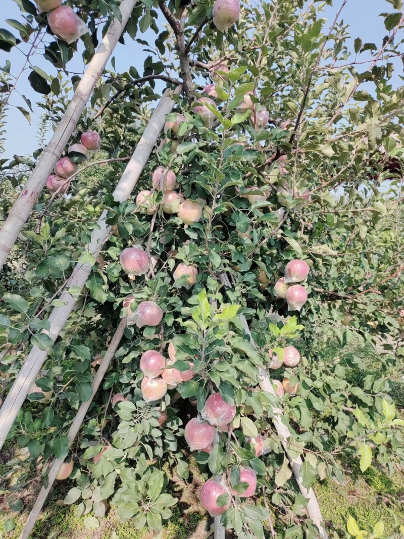 江苏丰县大沙河红富士大量上市可视频看货