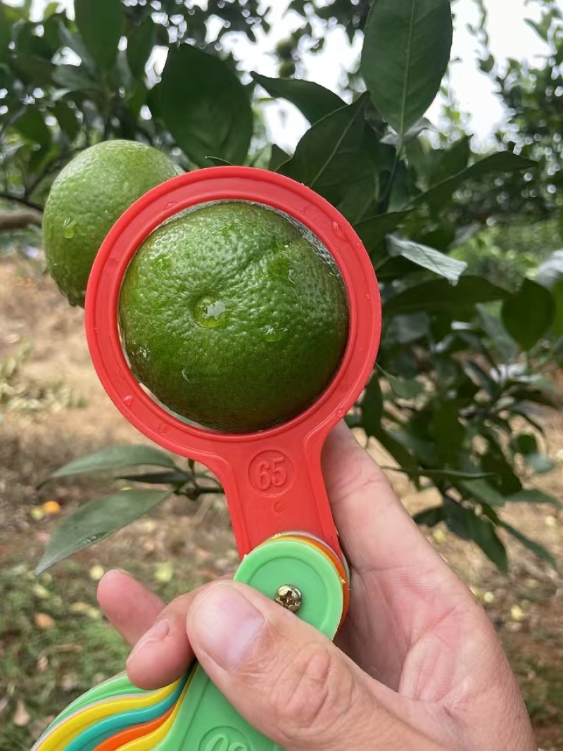 广西贺州产地皇帝柑电商果大量上市中欢迎各地老板对接