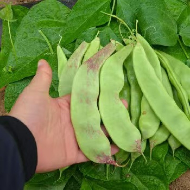 油豆角云南油豆一点红九月青大量上市，基地直发欢迎订购