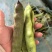 油豆角云南油豆一点红九月青大量上市，基地直发欢迎订购