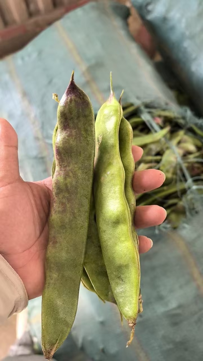 油豆角云南油豆一点红九月青大量上市，基地直发欢迎订购