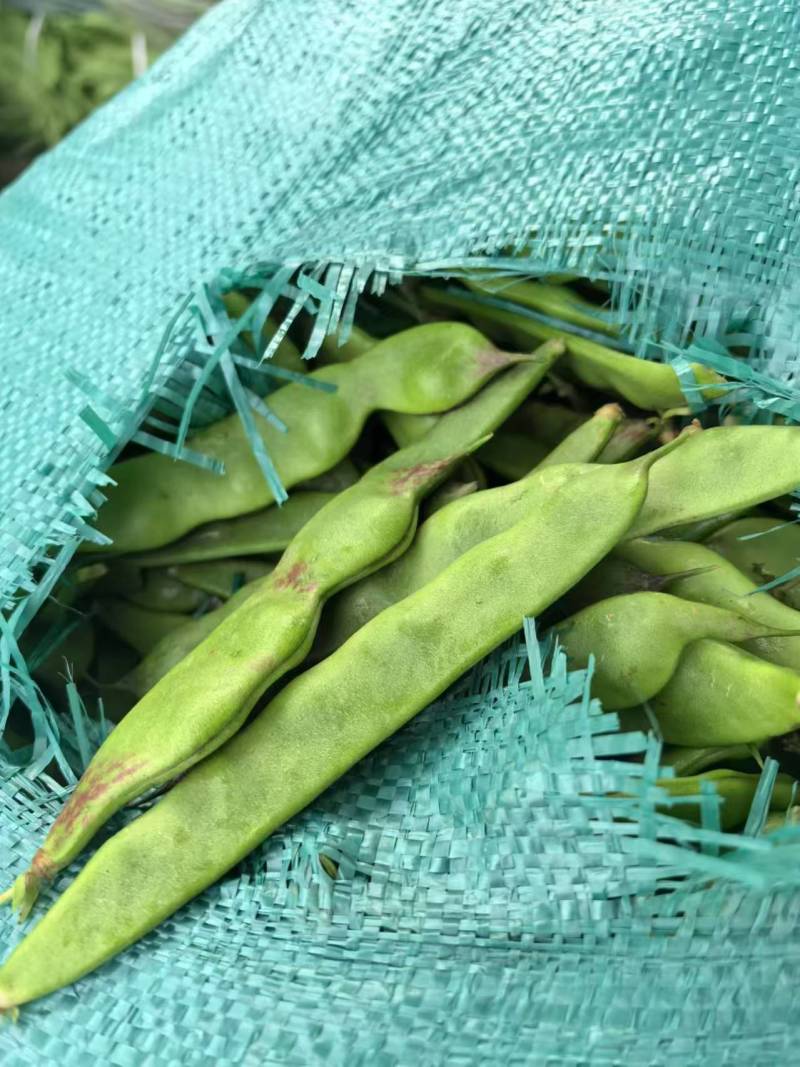 油豆角云南油豆一点红九月青大量上市，基地直发欢迎订购