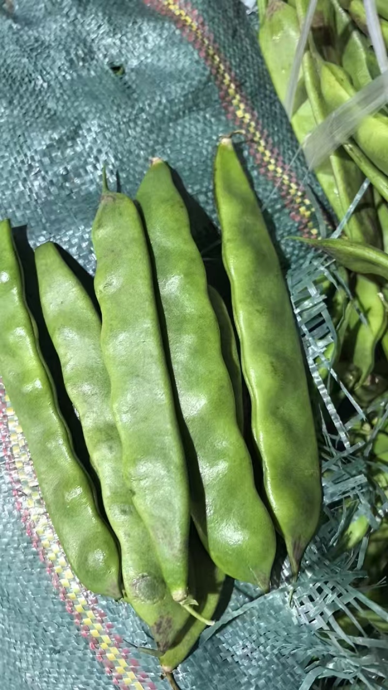 油豆角云南油豆一点红九月青大量上市，基地直发欢迎订购