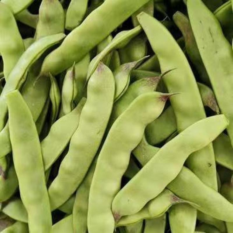 油豆角云南油豆一点红九月青大量上市，基地直发欢迎订购