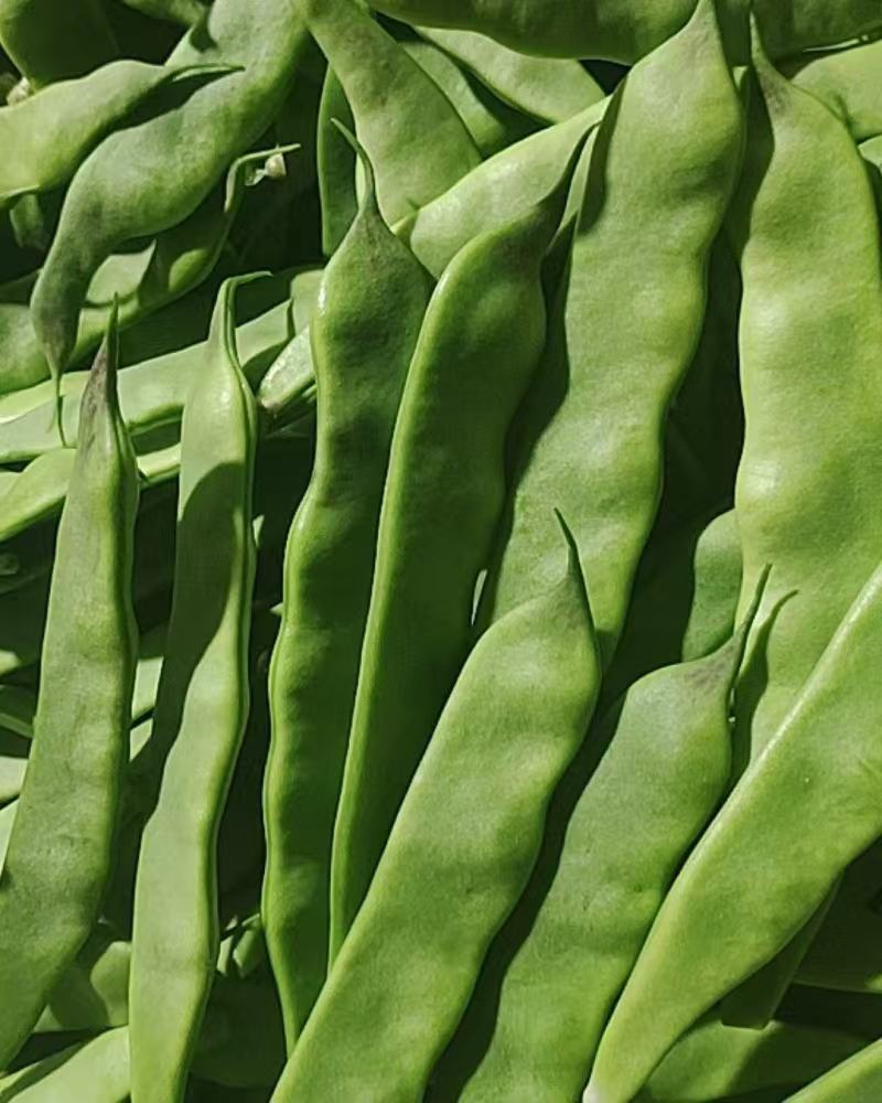 油豆角云南油豆一点红九月青大量上市，基地直发欢迎订购