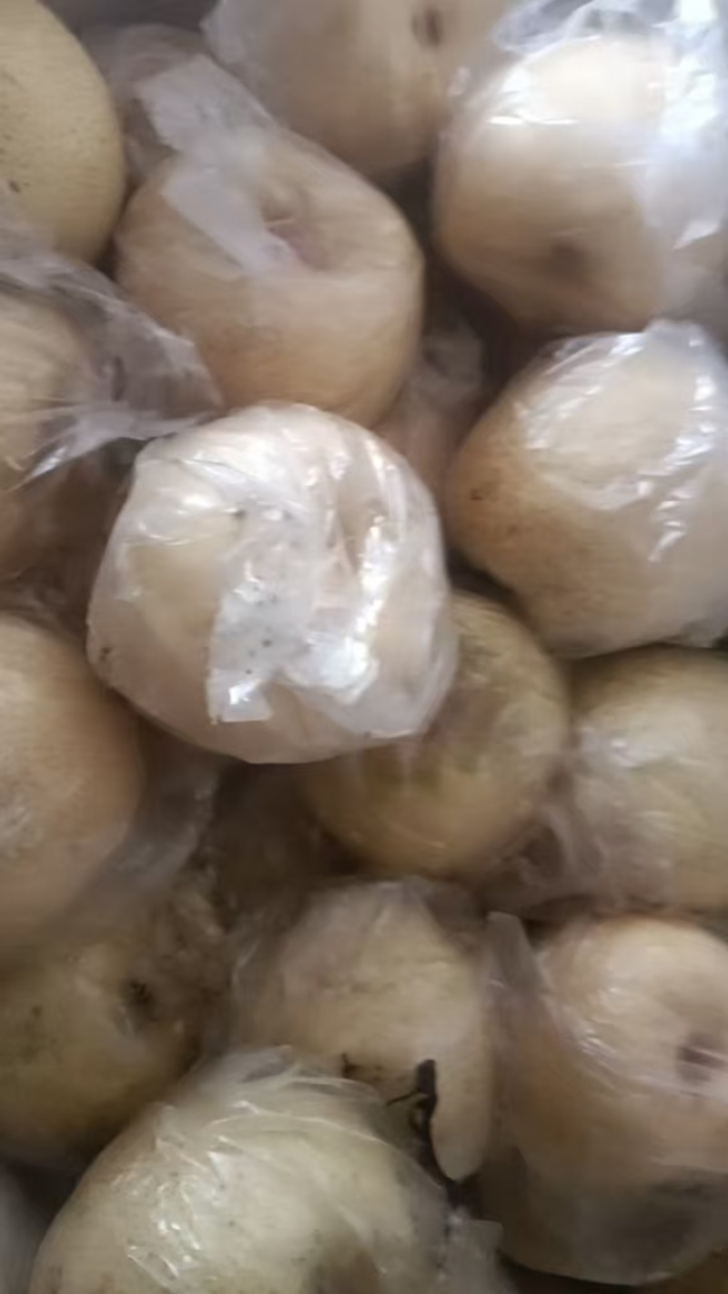 江苏丰县酥梨以大量上市基地直发对接全国