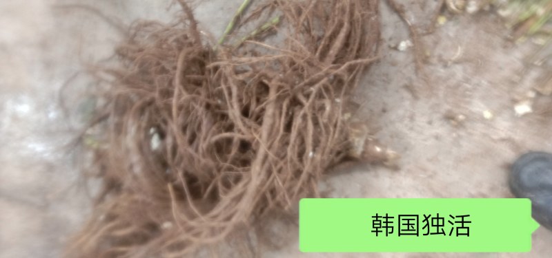 四川独活凉山甘洛县海棠镇万亩药材基地独活欢迎老板采购