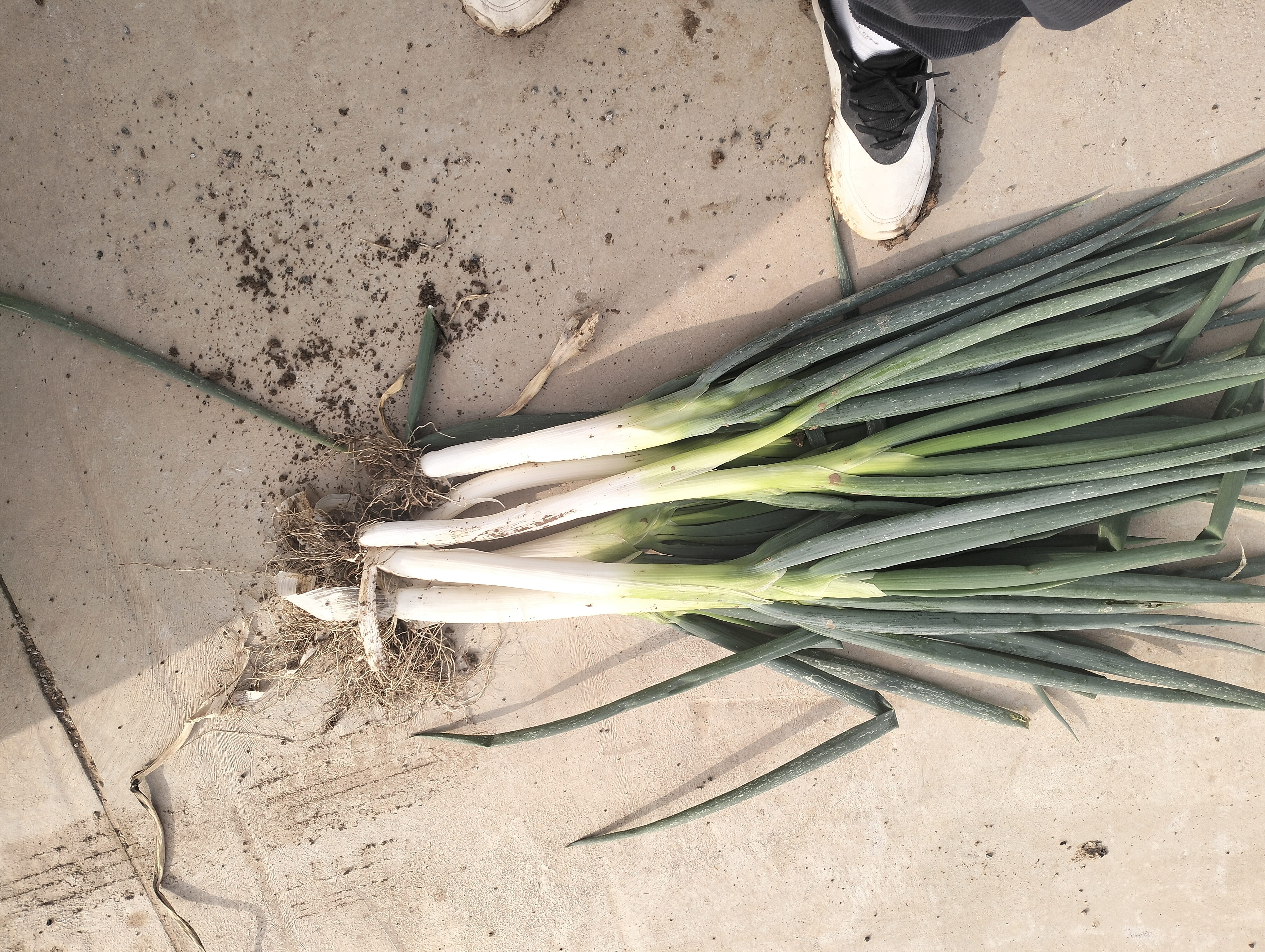 Scallion与大葱对比图