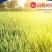 2024年东北新大米稻花香5kg软包装