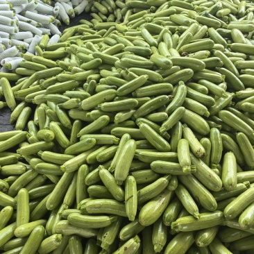 云南精品西葫芦