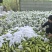 云南精品西葫芦