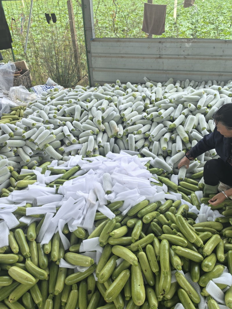 云南精品西葫芦