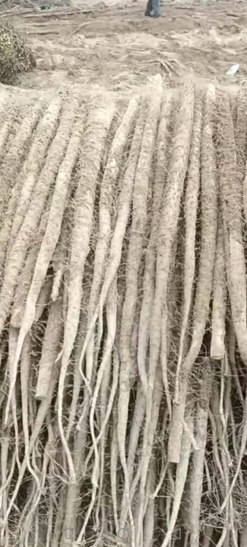 【精选山药】河南山药白玉山药大通货-价格优惠-支持看货
