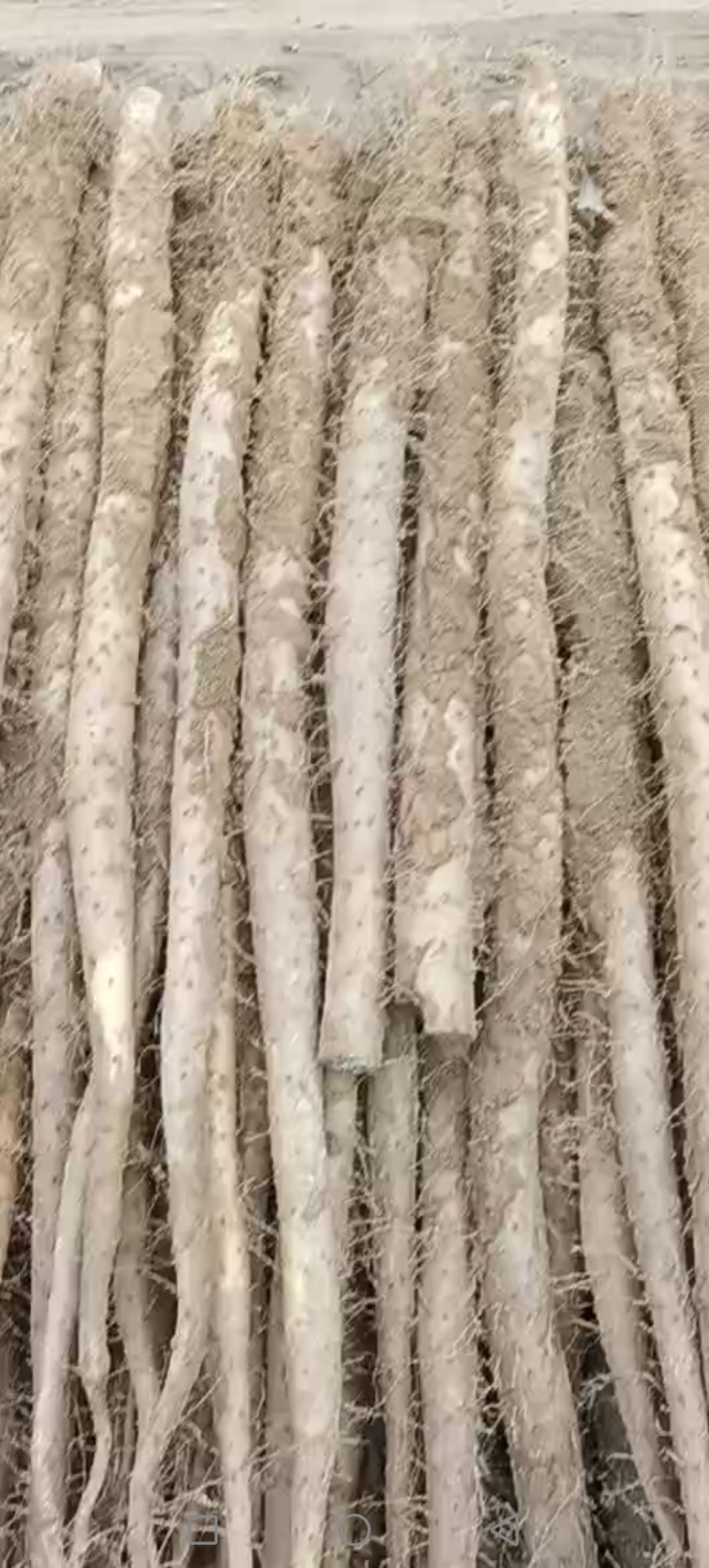 【精选山药】河南山药白玉山药大通货-价格优惠-支持看货
