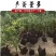 黑凤鸡出壳苗，包疫苗，包活到家，下绿壳蛋