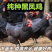 黑凤鸡出壳苗，包疫苗，包活到家，下绿壳蛋