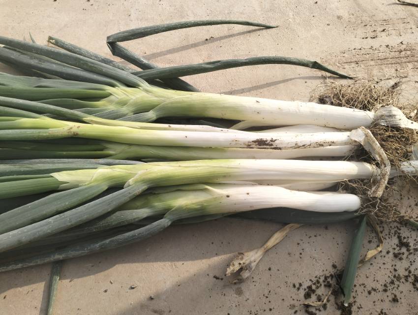 新鲜大葱实物图