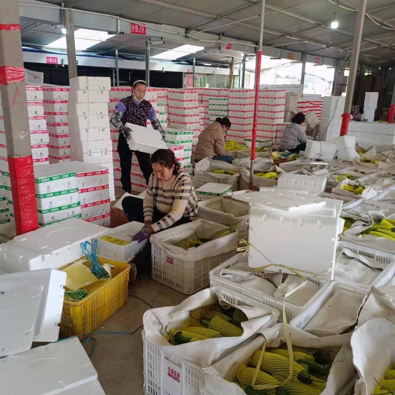 寿光羊角蜜甜瓜博洋61博洋九蜜园市场货电商产地量大口感好