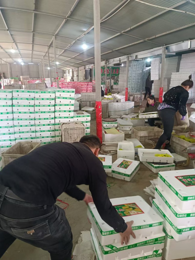 寿光羊角蜜甜瓜博洋61博洋九蜜园市场货电商产地量大口感好