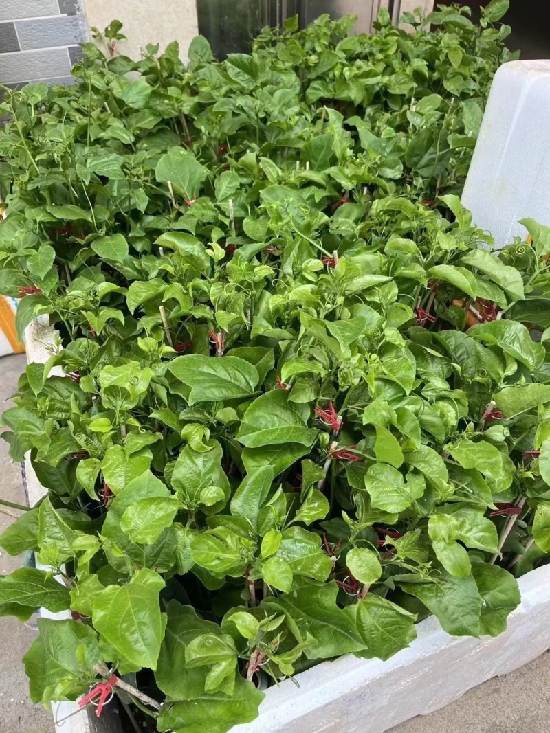 【推荐】广西精品百香果市场果，电商果，全年不断货