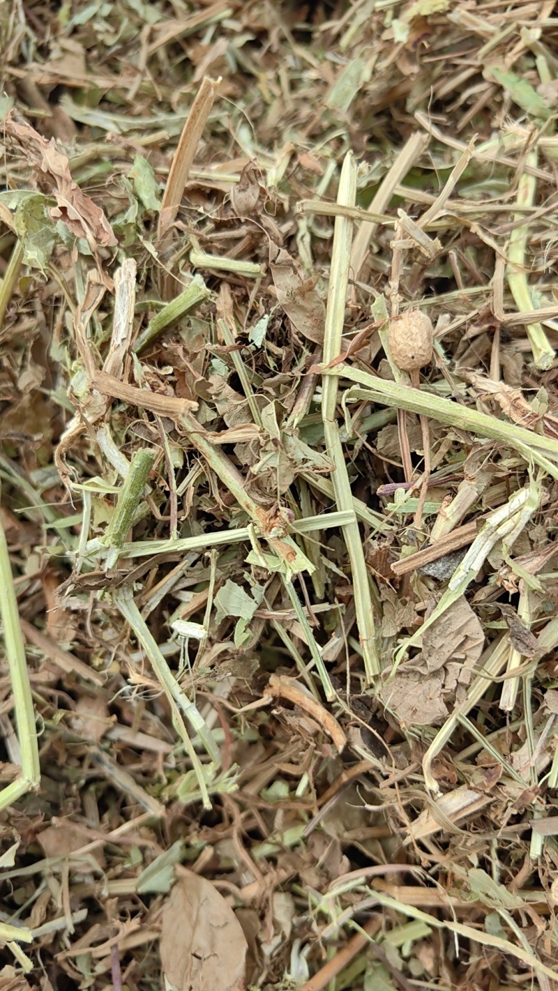 花生秧叶粉无土无膜无霉保质保量欢迎一亩田联系我