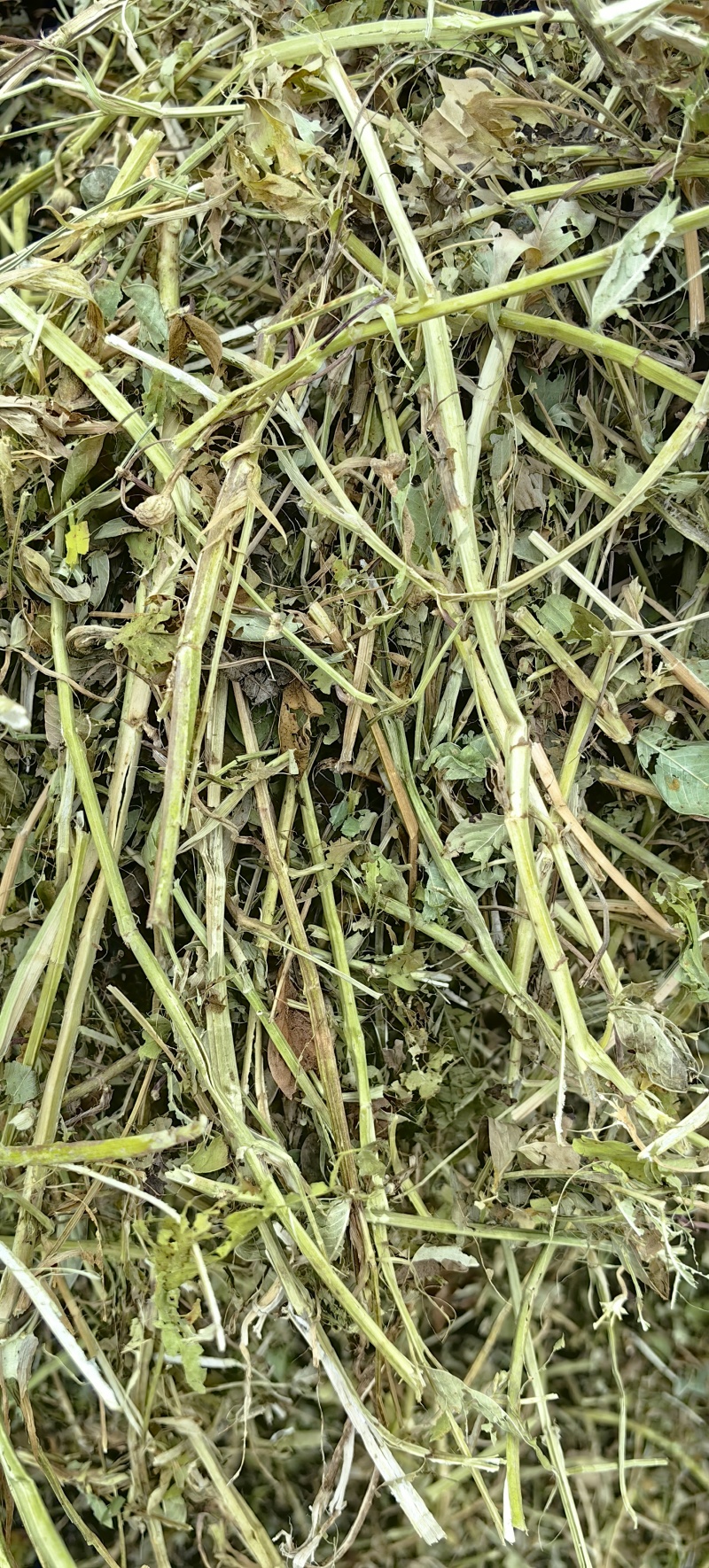 花生秧叶粉无土无膜无霉保质保量欢迎一亩田联系我