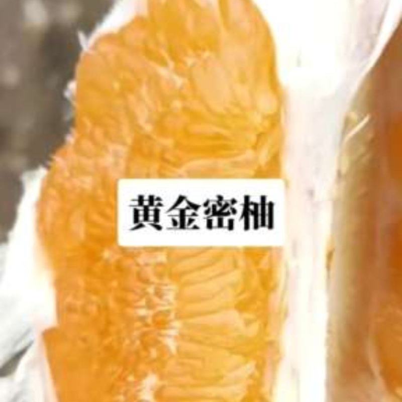 乐山橙黄柚大上市，对接全国果商