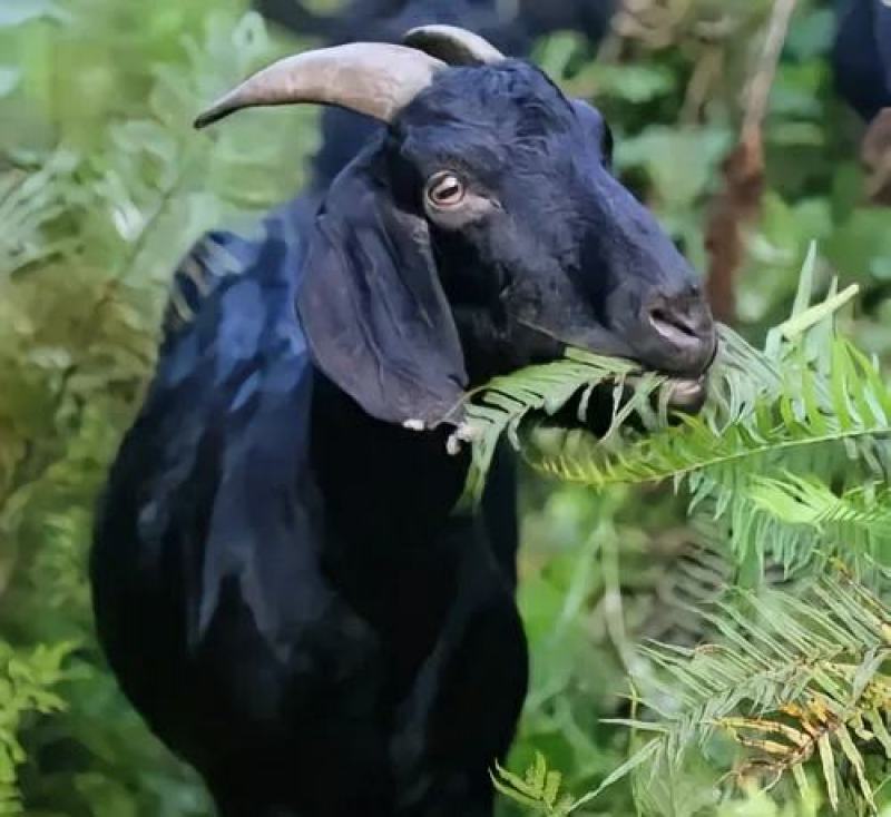 山羊