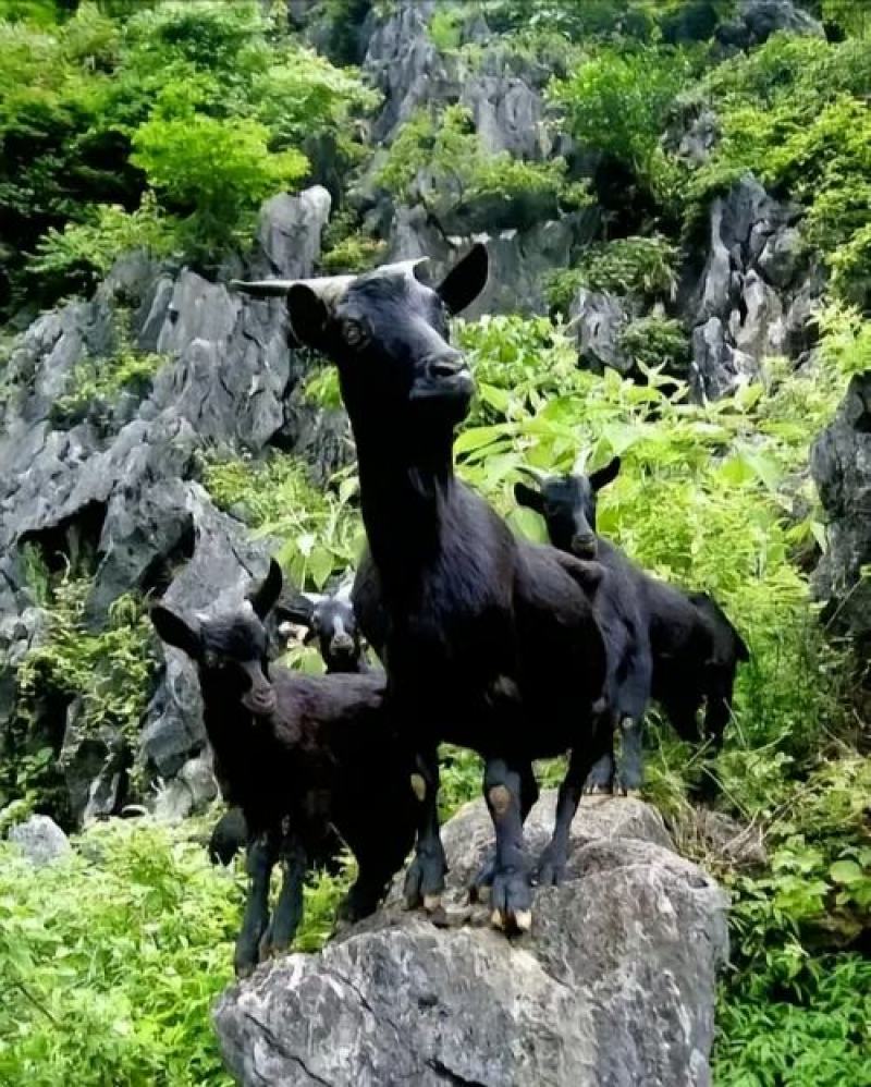 山羊