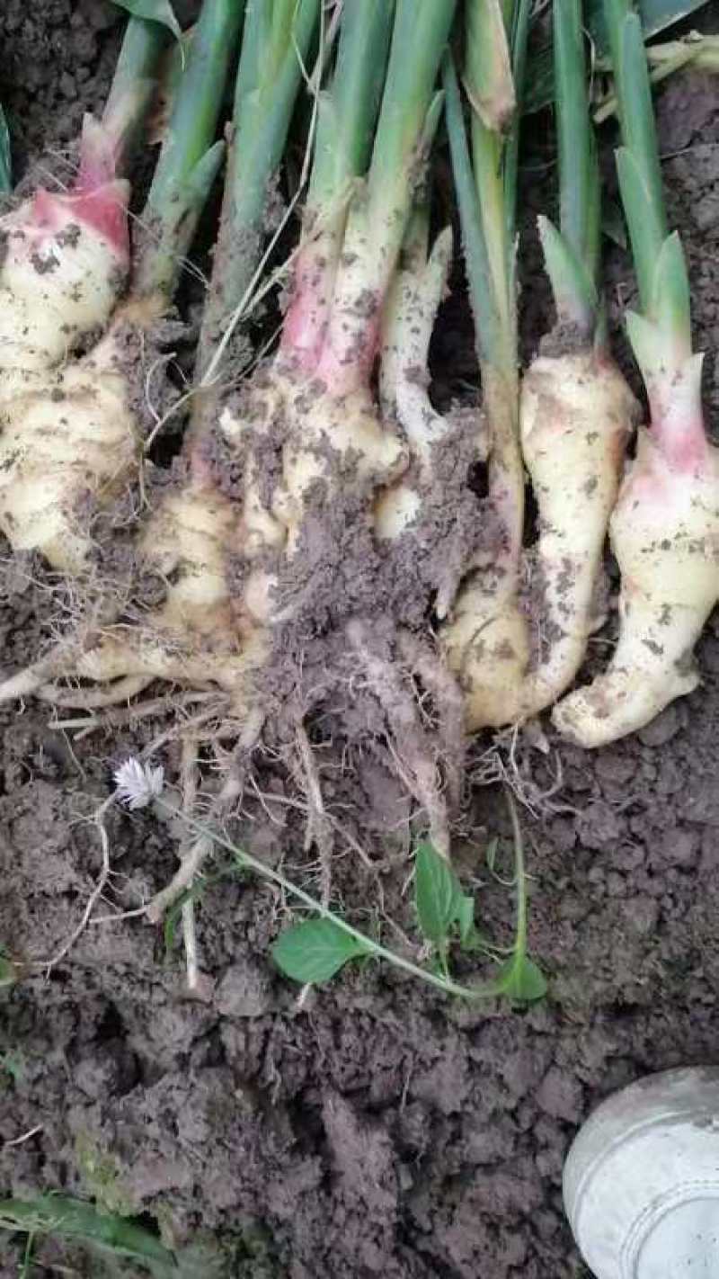 加工厂，食品厂用鲜姜，红芽姜，，