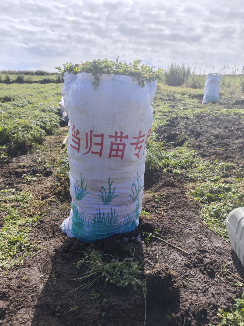 当归苗子随时可聊超高性价比正规货源健康生活从这里开始