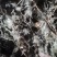 药用蒲公英，野生蒲公英，带花有少量带根，