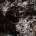 药用蒲公英，野生蒲公英，带花有少量带根，