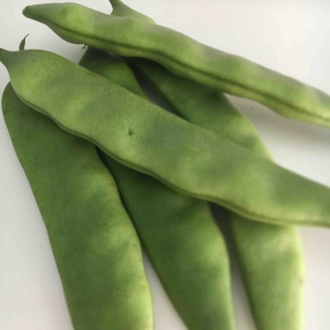 油豆云南油豆角一点红九月青大量供应基地直发欢迎咨询