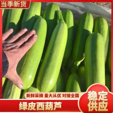 山东翠绿西葫芦上市了货源充足价格不高全国发货