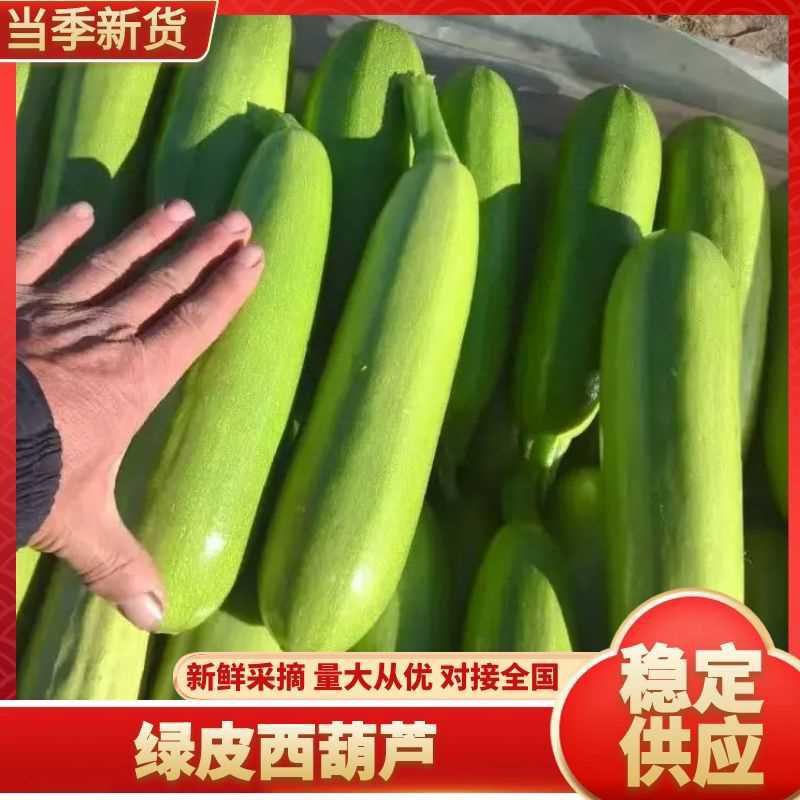山东翠绿西葫芦上市了货源充足价格不高全国发货